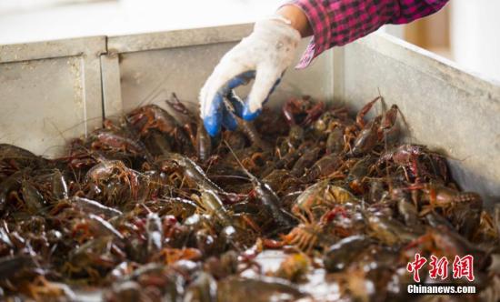 养殖户在养殖基地捕捞小龙虾 养殖户在养殖基地捕捞小龙虾